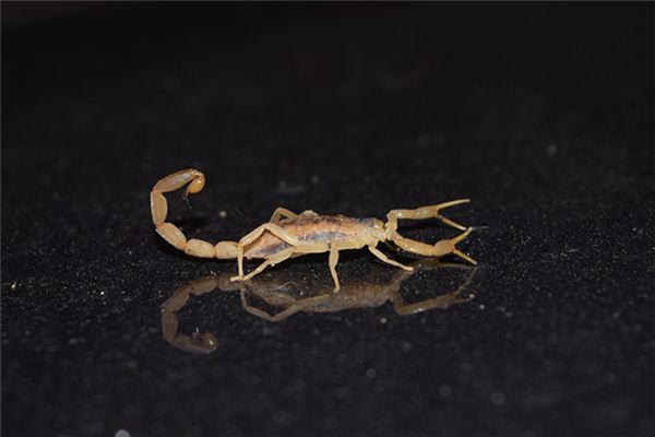 做夢夢到蠍子_周公解夢