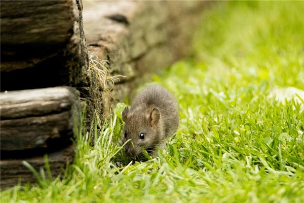 屬鼠的男人性格和脾氣及愛情_十二生肖