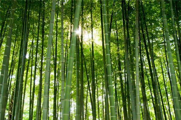 夢見竹子_周公解夢