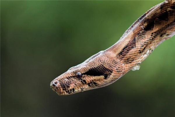 孕婦夢見大蛇是什麼意思_周公解夢 孕婦夢見大蛇是什麼意思是什麼意思_孕婦夢見大蛇是什麼意思好不好_周公解夢官網