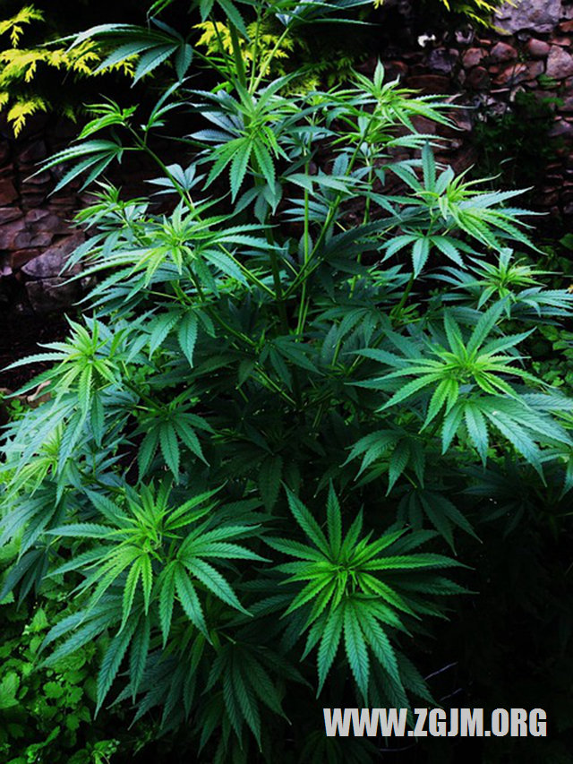 夢見掉懸崖_周公解夢夢到掉懸崖是什麼意思_做夢夢見掉懸崖好不好_周公解夢官網