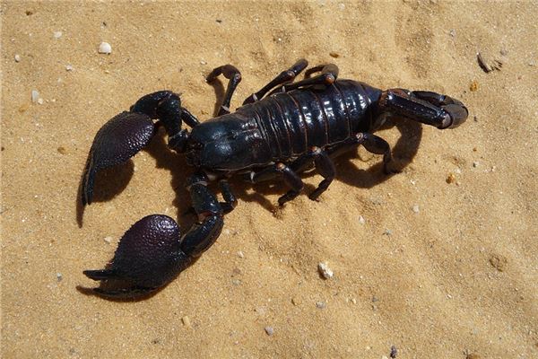 女性夢見蠍子爬身上_周公解夢