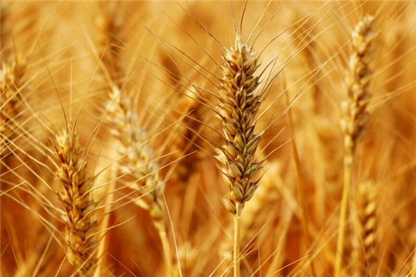 夢見麥穗是什麼寓意_周公解夢