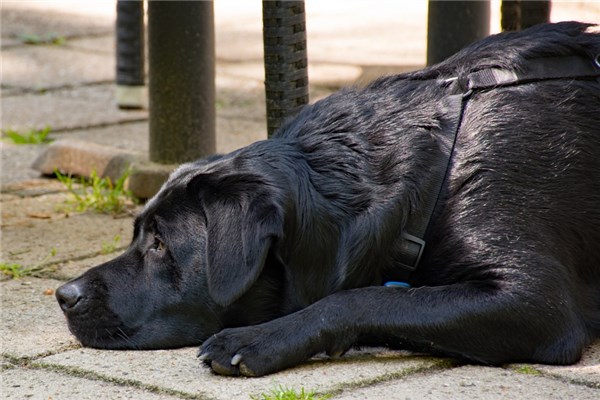夢到了被狗咬頭是什麼預兆？_周公解夢