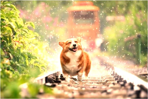 夢到了輕鬆騎車意味著什麼_周公解夢官網