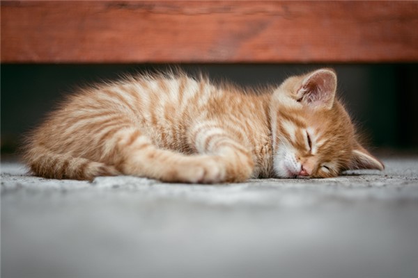 夢到了睡覺的小貓有什麼寓意嗎_周公解夢