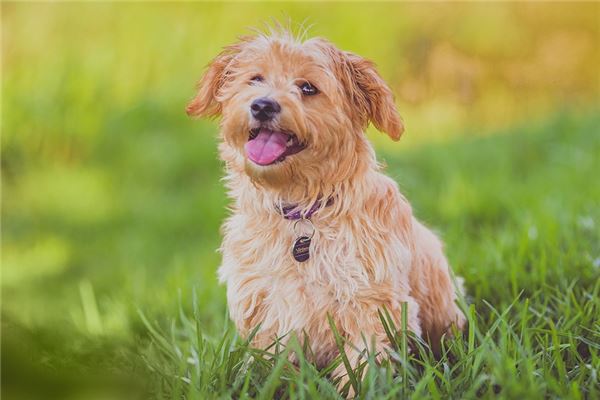 九四年出生屬什麼生肖_十二生肖