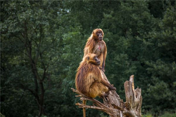 1956屬猴的壽命_十二生肖