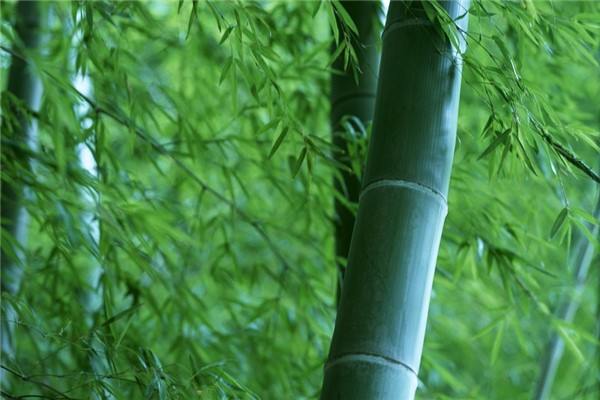 夢見竹簡是怎么回事_周公解夢