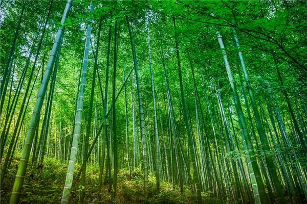 夢見自己拿刀砍竹子_周公解夢