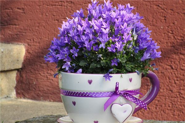 夢見大花盆是什麼預兆_周公解夢