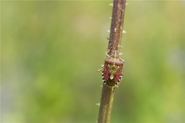 夢到樹蟲是吉兆嗎?_周公解夢