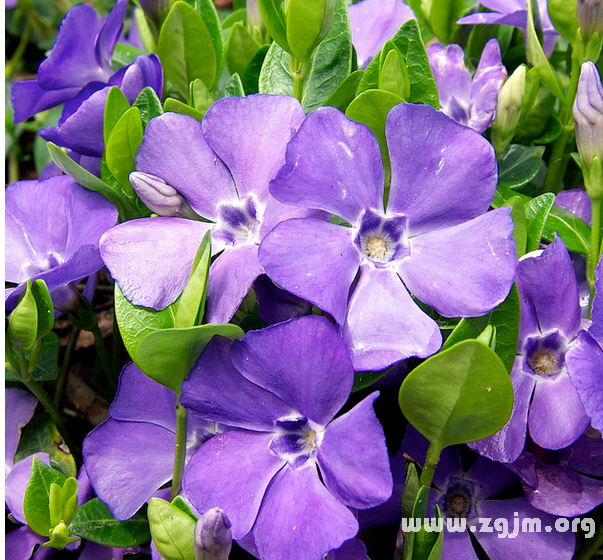 小長春花的花語