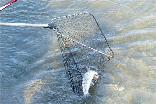 夢到捉魚是什麼意思_周公解夢
