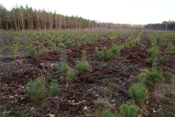 夢到了松樹苗是什麼意思？_周公解夢