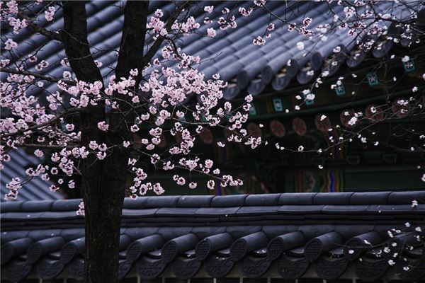 夢見一樹花是怎麼回事_周公解夢