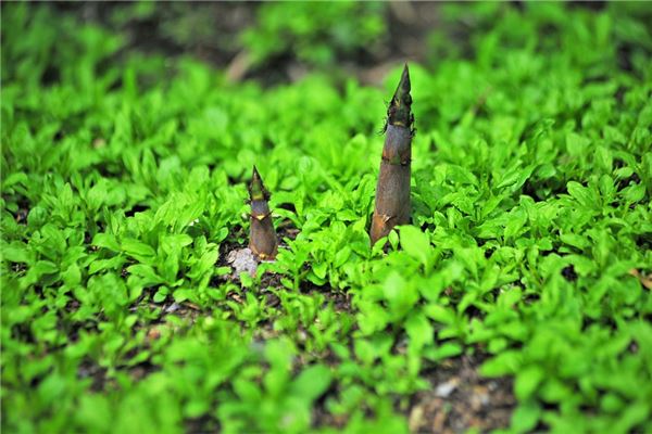 夢到了撥筍代表著什麼_周公解夢