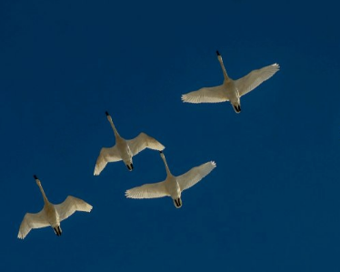 夢見鵝在天上飛