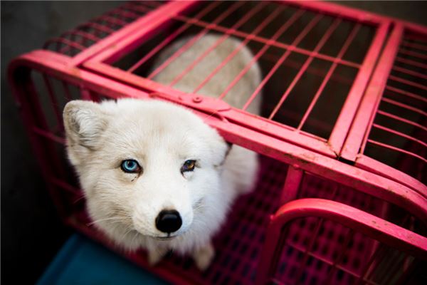 夢到白狐狸_周公解夢