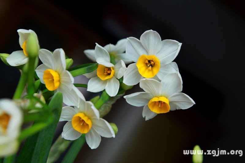 水仙花的花語