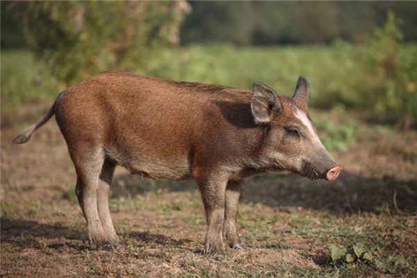夢到一頭豬_周公解夢