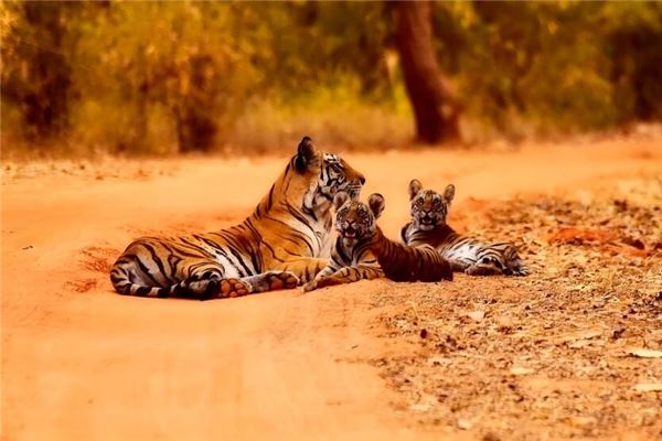 女人夢見小老虎_周公解夢