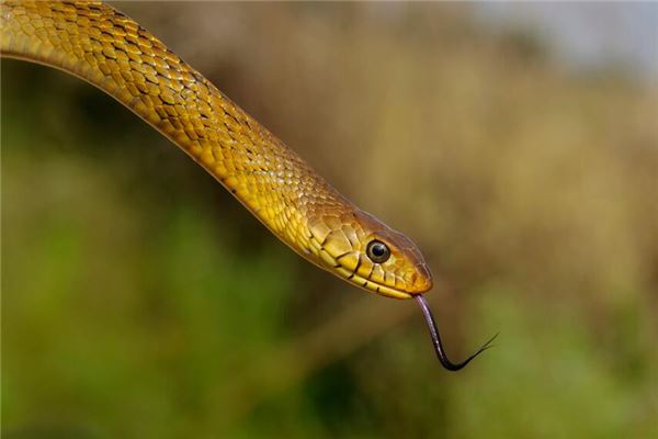 夢見把蛇打死是什麼意思_周公解夢