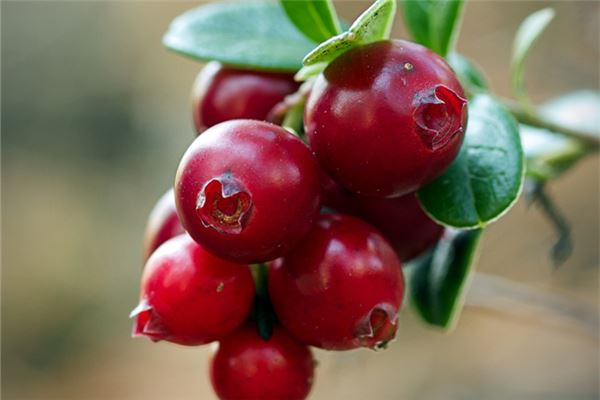 夢見野果_周公解夢