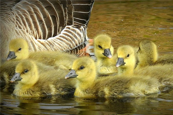 夢到黃鵝有何寓意_周公解夢