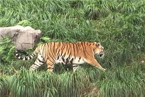 夢見老虎和獅子咬死人後,又追向別人_周公解夢
