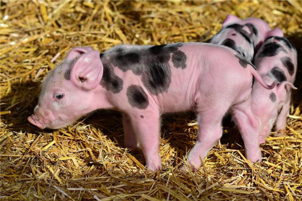 屬相豬的性格如何呢_十二生肖