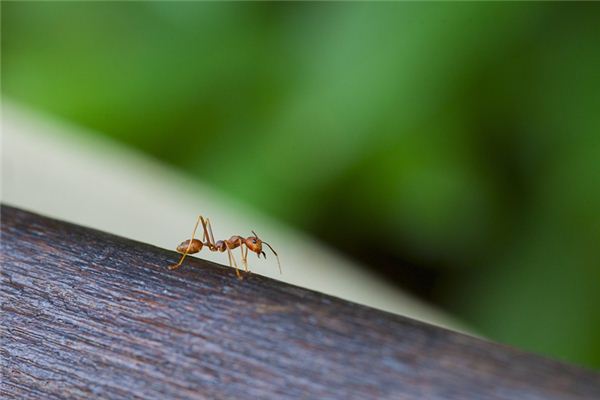 女性夢見螞蟻爬上手_周公解夢