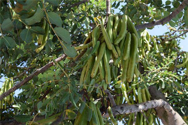 夢見摘綠豆角_周公解夢