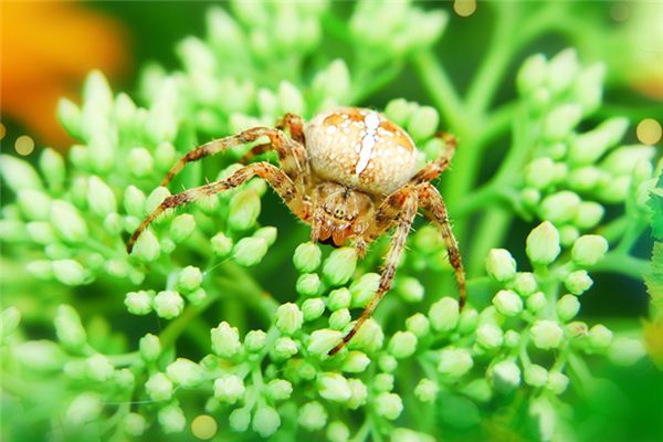 夢見趕走蜘蛛_周公解夢