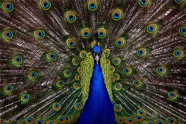 孕婦夢見孔雀_周公解夢 孕婦夢見孔雀是什麼意思_孕婦夢見孔雀好不好_周公解夢官網