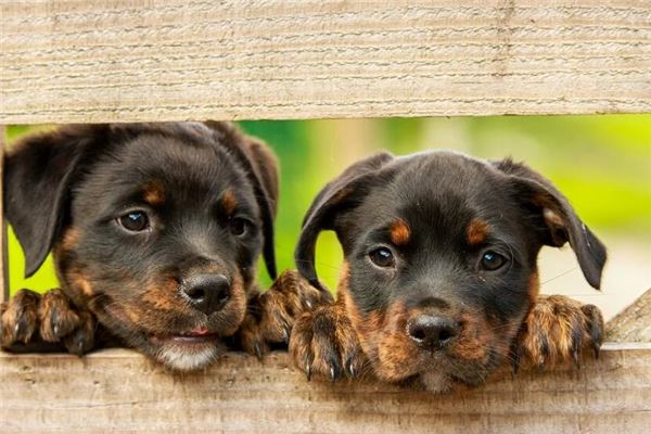 已婚女人夢見好多狗_周公解夢