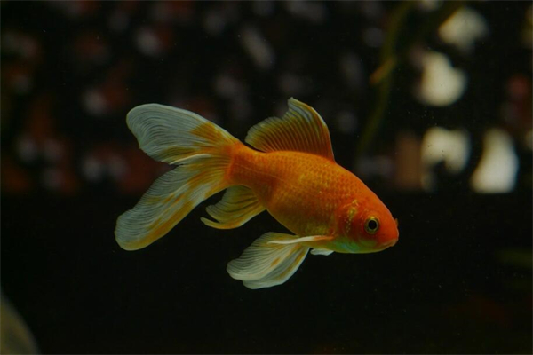夢到天上下魚預示了什麼_周公解夢