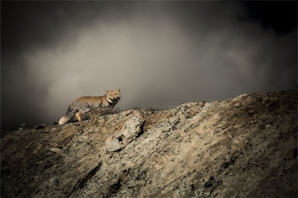 夢到狐狸咬我_周公解夢