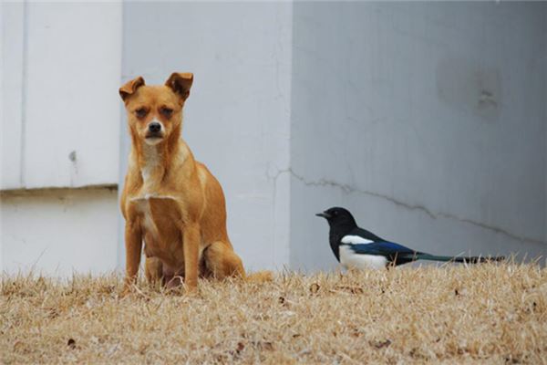 夢見一隻狗_周公解夢