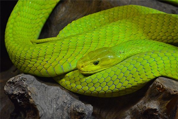 夢見綠蛇生了男孩_周公解夢