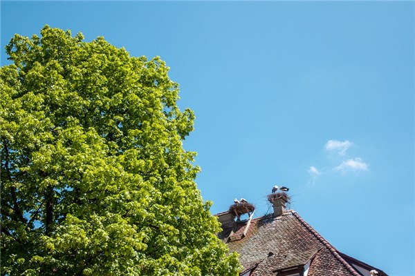 夢到房頂長樹是什麼徵兆_周公解夢