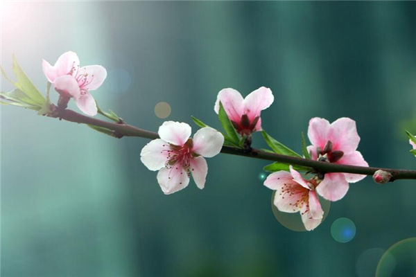 夢見桃花是什麼意思_周公解夢