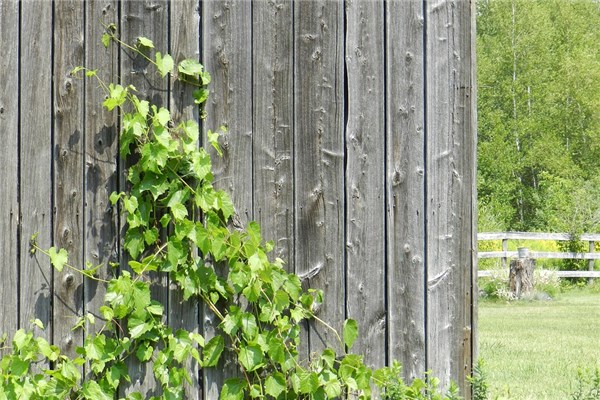 夢到了綠藤意味著什麼_周公解夢