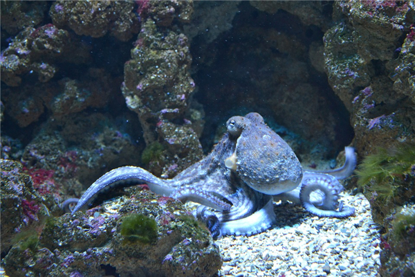 夢見八爪魚是什麼意思_周公解夢