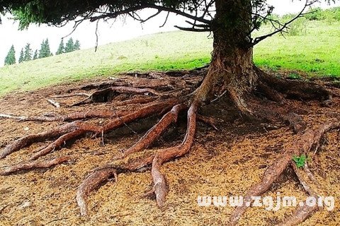 夢見樹根