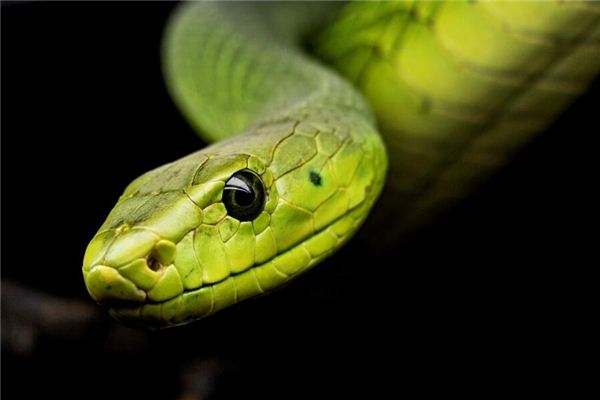 夢見讓蛇給咬了是什麼意思_周公解夢