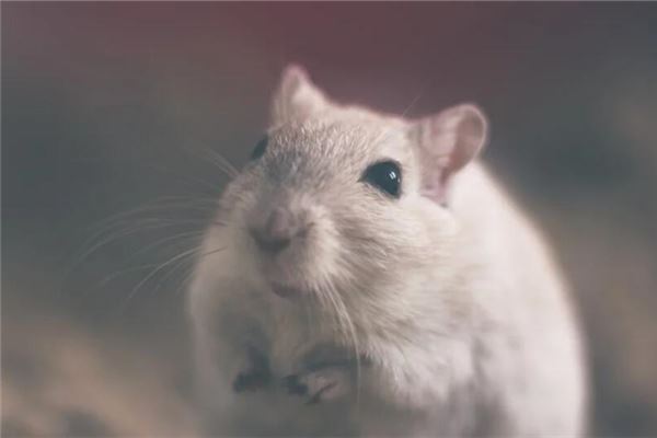 夢見白老鼠_周公解夢