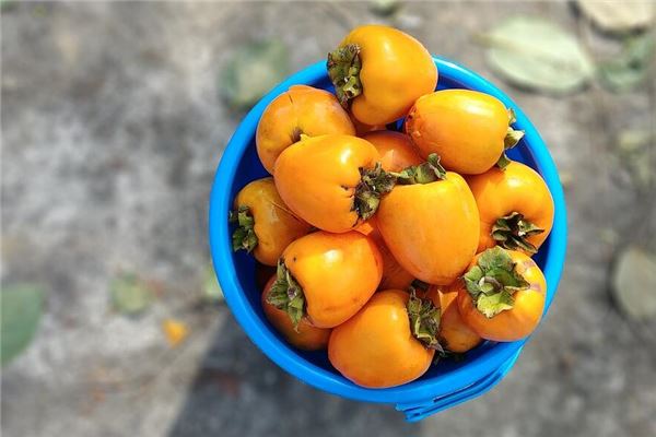 夢見好多柿子_周公解夢