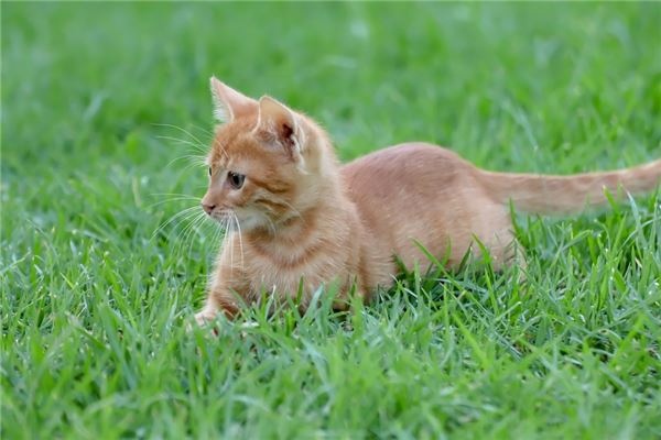 夢到了動物貓有什麼徵兆_周公解夢