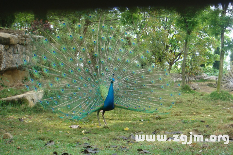 夢見孔雀鳴叫